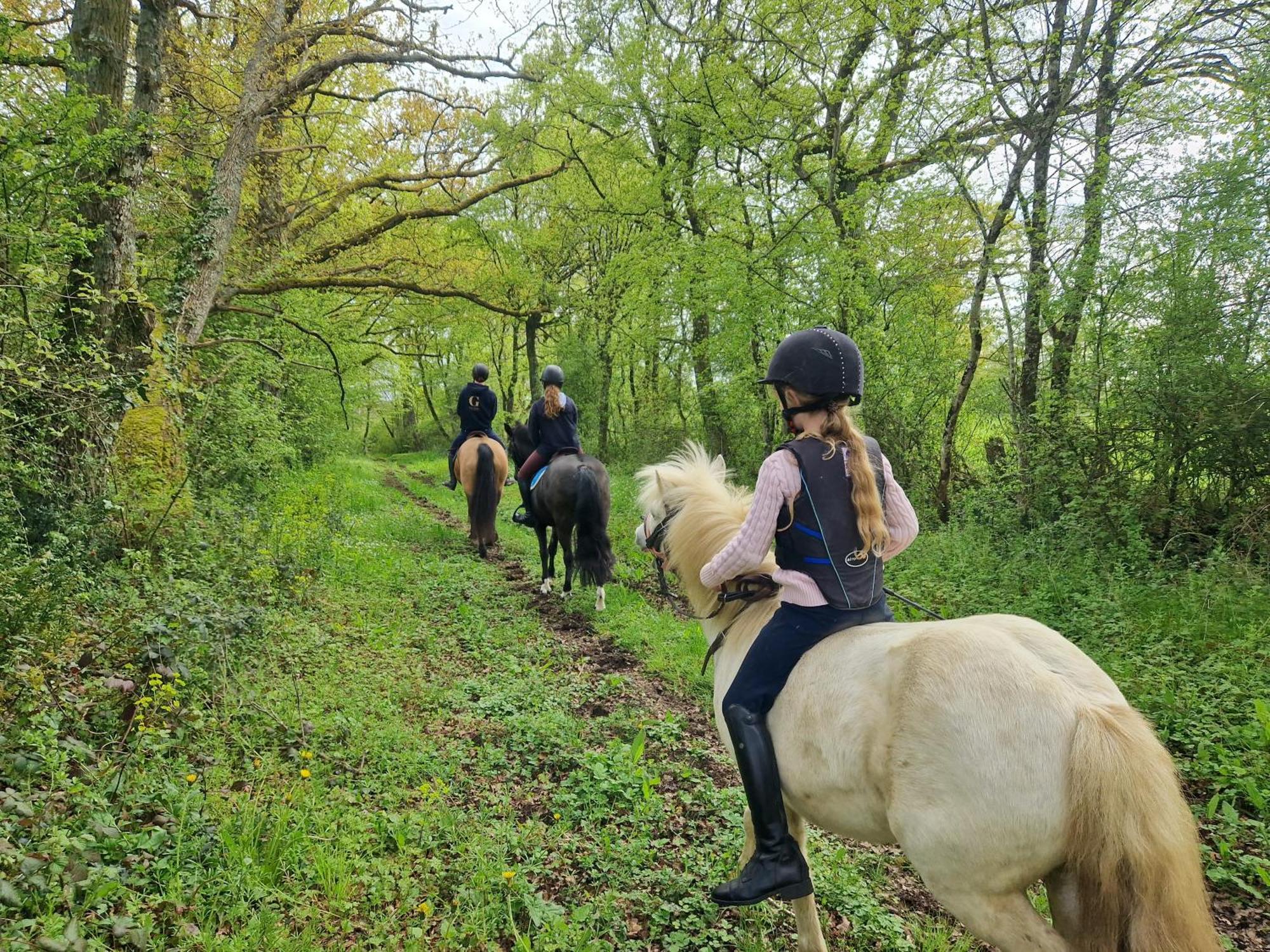 Ferme Equestre & Chambres D'Hotes Gateau Stables Proche Guedelon Saint-Amand-en-Puisaye Ngoại thất bức ảnh
